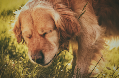 What is reverse dog sneezing?