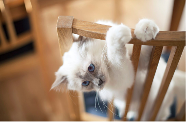 Cat Neutering in Aldershot and Farnham Cathcart Winn Veterinary Clinic