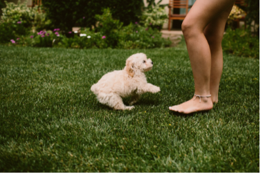Dog Neutering in Aldershot and Farnham Cathcart Winn Veterinary Clinic