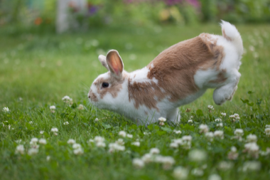 Rabbit Neutering in Aldershot and Farnham Cathcart Winn Veterinary Clinic