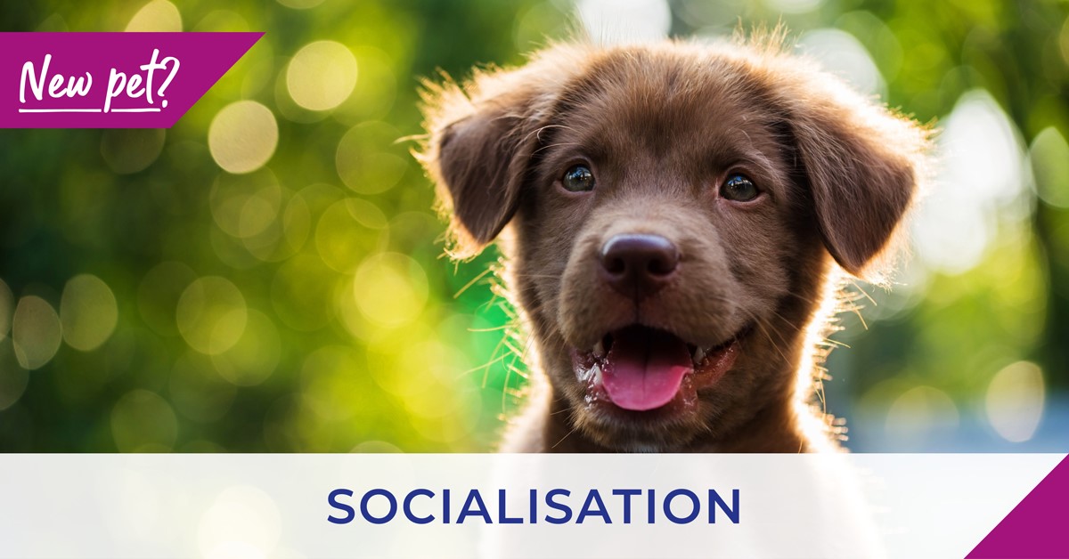 Tips and advice for new puppy owners