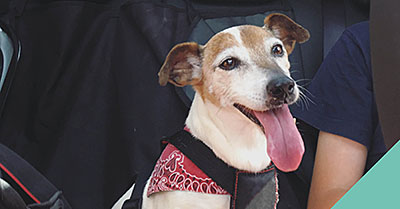 Keeping your dog safe during car travel in Farnham