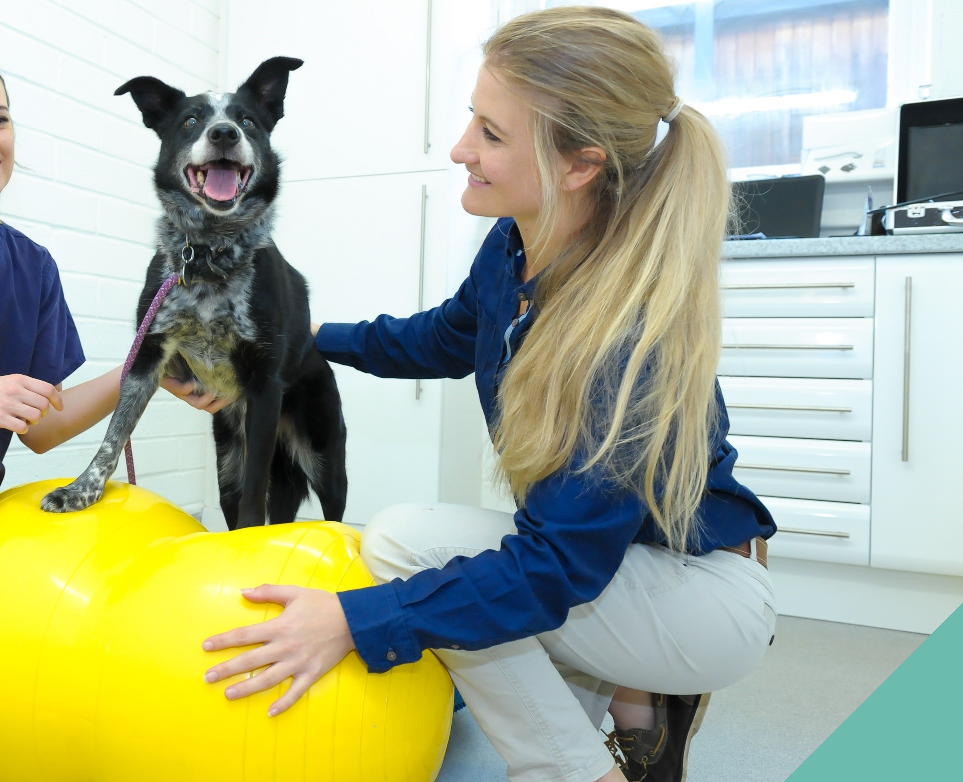 Senior pets - physiotherapy