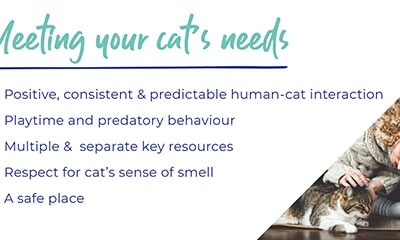 Caring for your cat - an owner’s guide