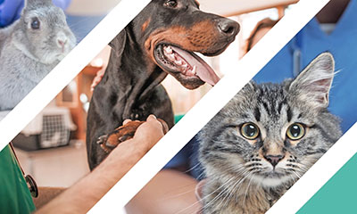 Celebrate our amazing team on World Veterinary Day