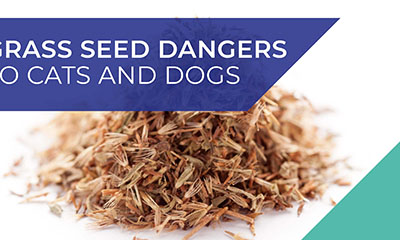 Farnham Vets warn about grass seed dangers to cats and dogs