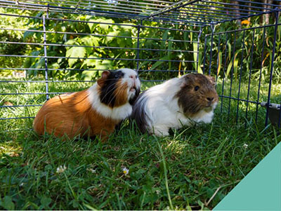 Heat awareness for animals in hutches in Farnham