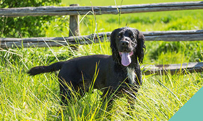 How to tackle ticks during the warmer months