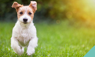 Protect your dog against kennel cough