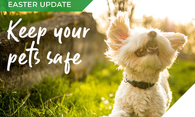 The weekend of chocolate &amp; treats – keeping our pets safe