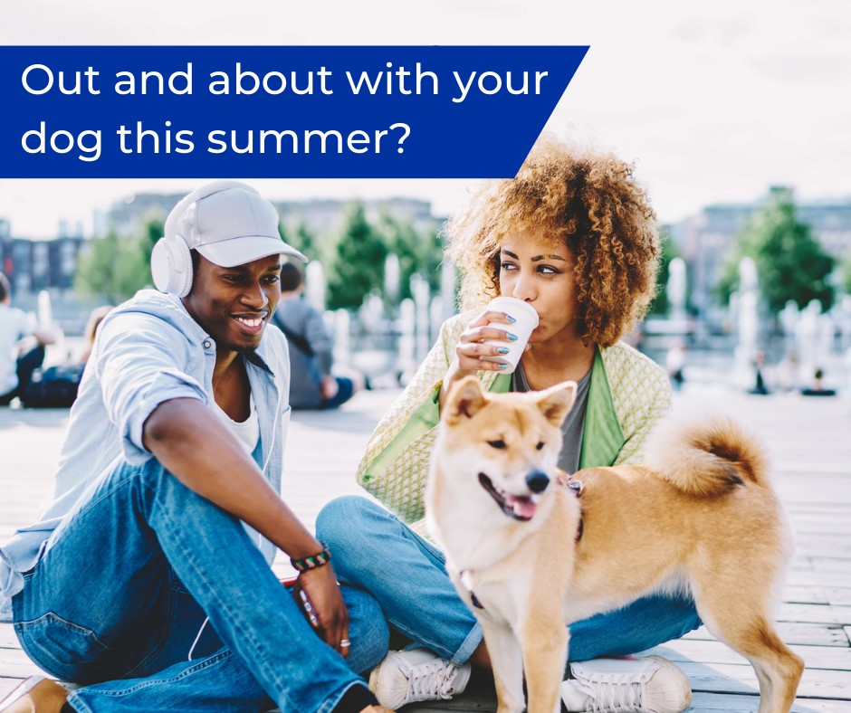 Keeping your dog safe whilst out and about this summer
