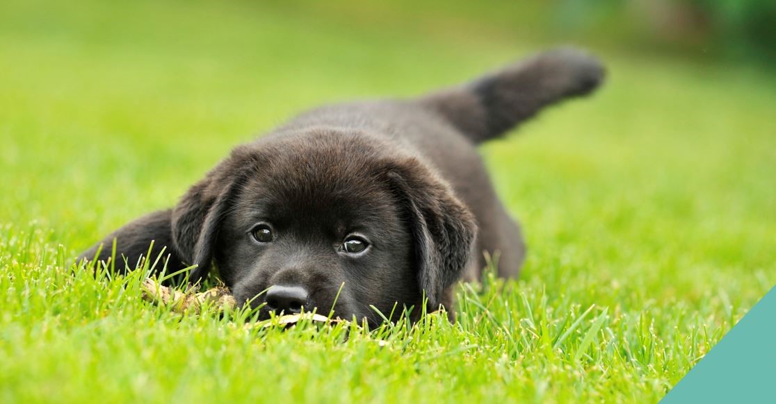 Aldershot vets advise on grass seeds &amp; freshly cut grass hazards