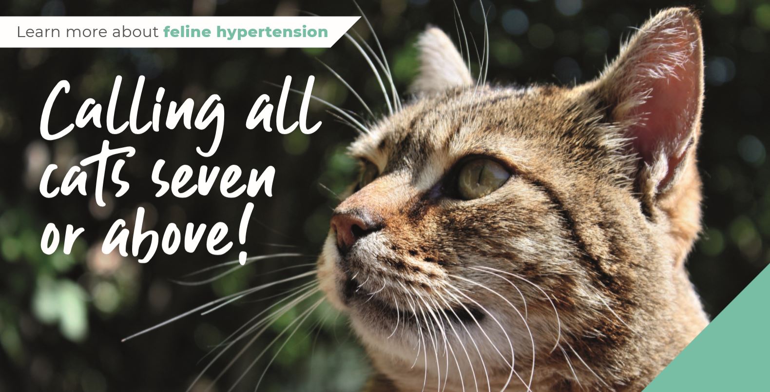 Calling all cats aged seven or above in Farnham