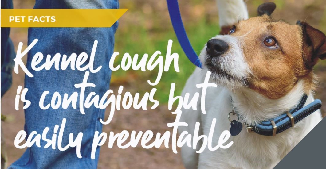 Aldershot Vets explain Kennel cough myths and facts