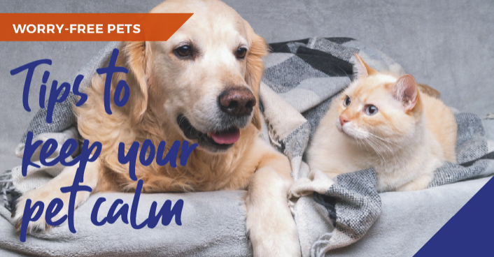 Top tips to calm your anxious and stressed pets