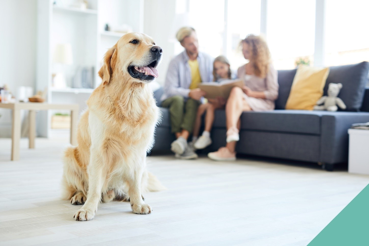 Preparing your pet for home life changes in Farnham