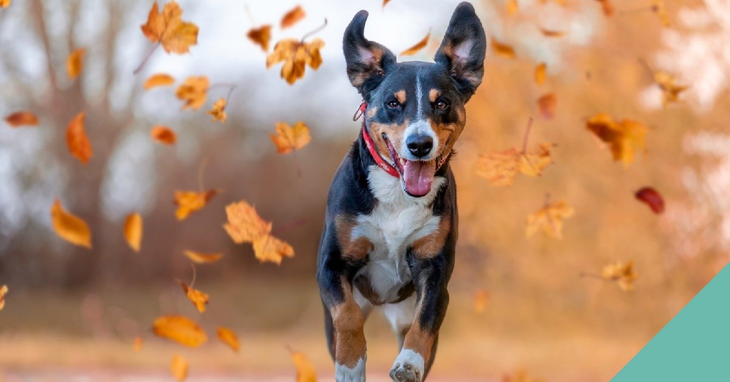 Preparing your pet for a change in season in Farnham