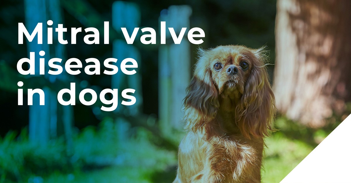 Mitral Valve Disease In Dogs (MVD)