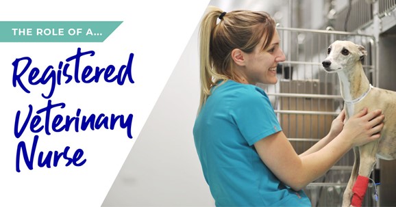 The role of a veterinary nurse in Farnham