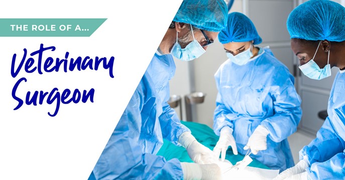 The role of a veterinary surgeon in Farnham