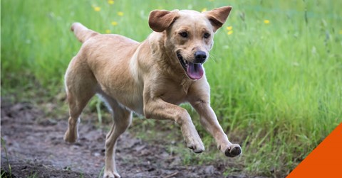 How to help your itchy dog in Farnham