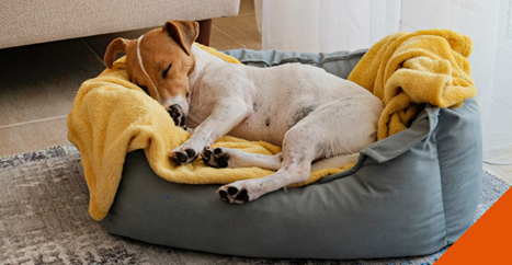 Top tips for keeping your pets warm throughout the winter months