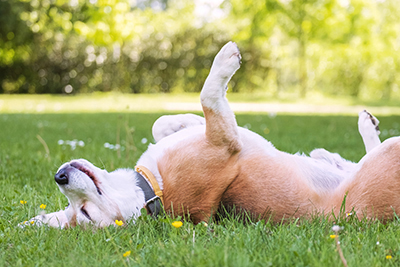 Essential summer safety tips for keeping your pets healthy and happy