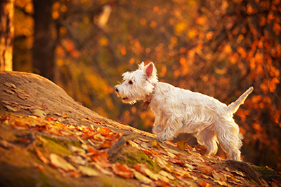 Are conkers poisonous to dogs?