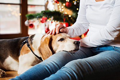 The best products you need for your senior pet this Christmas