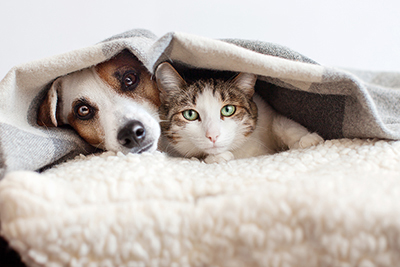 New Year Resolutions For Pet Owners