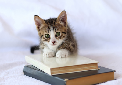 Celebrating World Book Day 2024 with Cathcart &amp; Winn Vets