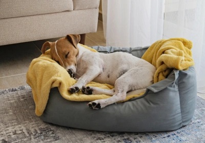 Separation Anxiety in Dogs: Signs &amp; Methods for Pet Owners