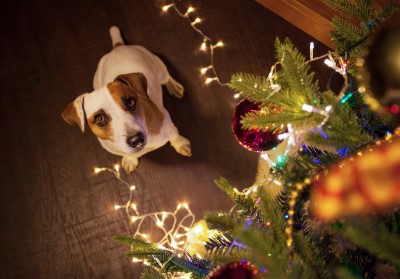 Are Christmas Trees Toxic to Dogs?