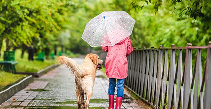 pet-behaviour-dow-walking-in-rain